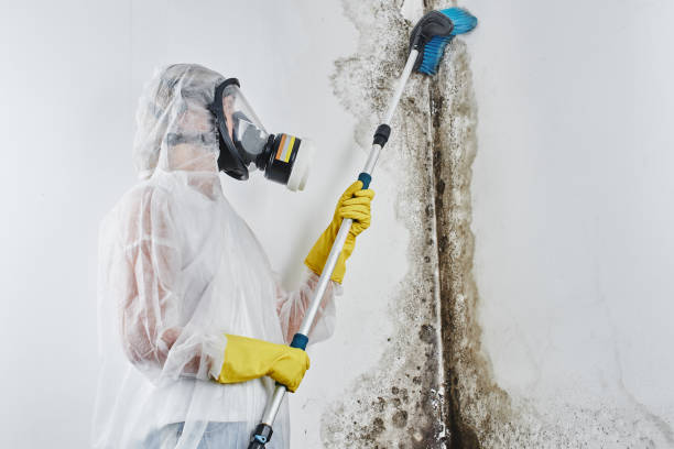 Best White Mold Remediation in Columbus, GA