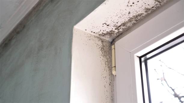 Best Kitchen Mold Remediation in Columbus, GA