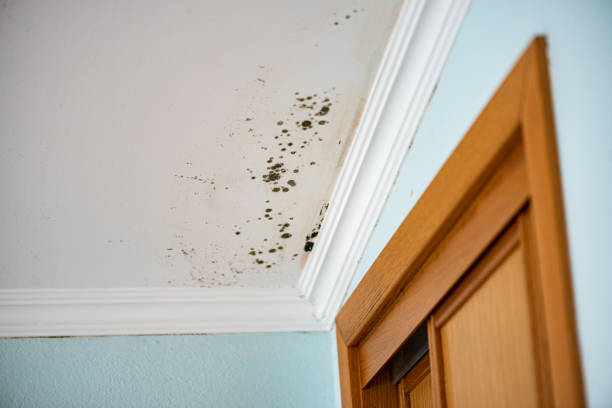 Best Post-Flood Mold Remediation in Columbus, GA