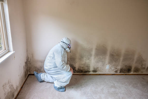 Trusted Columbus, GA Mold Remediation Experts